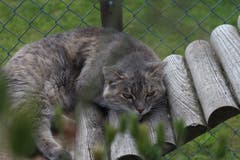 Die älteren Bewohner des Gruber Katzensheims lassen es ruhiger angehen.(Bild: Yann Lengacher)