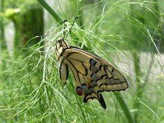 Wunder der Natur: Schwalbenschwanz am Teefenchel. (Bild: Bruno Alder)