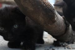 Die jungen Tiere sind besonders neugierig und gar nicht kamerascheu.(Bild: Yann Lengacher)