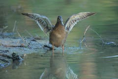 Eine Stockente mit Flügelspanne. (Bild: Hans Aeschlimann)