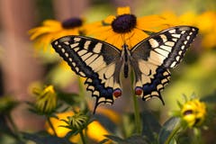 Es ist ein Mädchen... frisch geschlüpfter Schwalbenschwanz auf der Sommerblume namens Sonnenhut. (Bild: Priska Ziswiler-Heller, Ettiswil, 19. Juli 2019)
