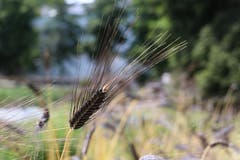 Schwarzer Emmer im Schlosspark Wartegg. (Bild: Res Lerch)