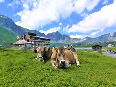 Die Kühe geniessen dösend das Bergwetter. (Bild: Urs Gutfleisch, Melchsee-Frutt, 19. Juli 2019)