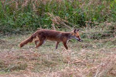 Fuchs auf Beutesuche. (Bild: Edgar Huber)