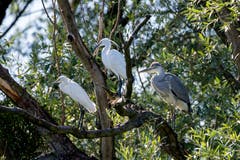 "Tres Amigos" Zwei Seidenreiher und ein Graureiher scheinen Freundschaft geschlossen zu haben. (Bild: Edgar Huber)