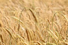 Mir scheint als daure es nicht mehr lange, bis das Getreide geerntet wird. (bild: Irene Wanner, Egolzwil, 2. Juli 2019)