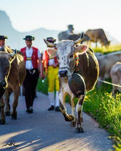 Bei der Alpauffahrt Sellamatt. (Bild: Patrick Fässler)