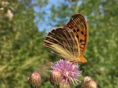 Der Kaisermantel auf einer Blüte. (Bild: Toni Sieber)