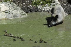 Das Wildschwein in der Suhle beobachtet die vorbeischwimmende Entenfamilie. (Bild: Tierpark Goldau)