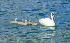 Ein Familienausflug auf dem Vierwaldstättersee. (Bild: Walter Buholzer, Luzern, 2. Juli 2019)