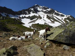 Diese Geissen bevorzugen im Moment lieber ein kühles statt ein saftiges Plätzchen! (Bild: Gustav Tresch, beim Bristensee, 30. Juni 2019)