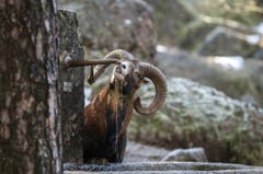 Dieses Mufflon erlaubt sich eine Erfrischung am Brunnen. (Bild: Tierpark Goldau)