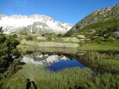 Im Moorgebiet Brätschenflue spiegeln sich im Weiher die Gletscherberge der Dammakette, als könnte man sie anfassen. (Bild: Hans Truttmann, 29. Juni 2019)