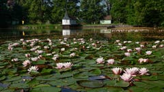 Seerosenpracht im Bubenweiher auf Drei Weieren. (Bild: Franz Häusler)