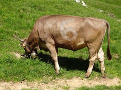 Die Zahlen-Kuh, gesehen auf der Meglisalp. (Bild: Kathrin Heussi)