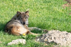 Der Wolf hat sich ein Schattenplätzchen gesucht. (Bild: Tierpark Goldau)