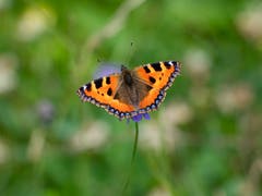 Der Kleiner Fuchs und seine satten Farben. (Bild: Luciano Pau)