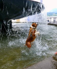 Schöne Abkühlung (Bild: Walter Buholzer, Luzern, 21. Juli 2019)