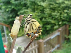 Ein soeben ausgeschlüpfter Schwalbenschwanz. (Bild: Annamarie Landolt-Stutz, Luzern, 17. Juli 2019)