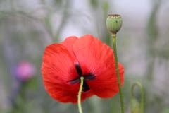 Die Mohnblume fasziniert mit einer ungewöhnlichen Kombination von kräftigem rot und zarter Gestalt (Bild: Xaver Husmann, Rain, 21. Juli 2019)