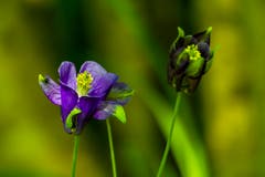 Es gibt noch unbekannte Arten in unseren Wäldern! Auch auf Anfrage beim Botanischen Garten konnte ich nichts über diese Akelei, aufgenommen bei Rehetobel, herausfinden. Aussergewöhnlich ist die einzelne, aufrechte Blüte. (Bild: Matthias Rozinek)