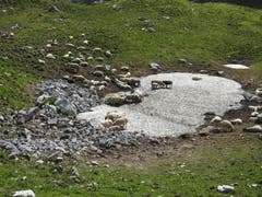 Auch Schafe lieben es kühl. "Eisbad" auf der Roslenalp. (Bild: Peter Roth)