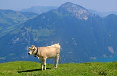 Dieses Rind ist begeistert von seiner Umgebung. (Bild: Sepp Bernasconi, 5. Juli 2019, Niederbauen)