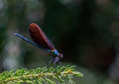 Prachtlibelle im Herzenwiler Wald bei Arnegg. (Bild: Wolfgang Reisser)