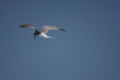 Gleich gibt´s was zu futtern am Bodensee. (Bild: Toni Sieber)