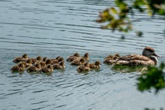 Grosse Kinderschar. Ente mit vielen Jungen im Weiher des Naturschutzgebiets Eselschwanz, St.Margrethen (Bild: Georg Vogelsanger)