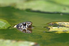 Eine Ringelnatter im Wasser. (Bild: Marianne Schmid, 22. Juli 2019, Ettiswil)