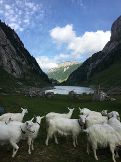 Tierische Abendstimmung auf der Fälenalp. (Bild: Brigitte Prasciolu-Koller)