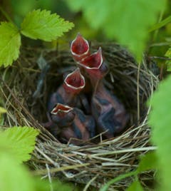 Nest der Mönchsgrasmücke am dritten Tag. (Bild: Hans Aeschlimann)