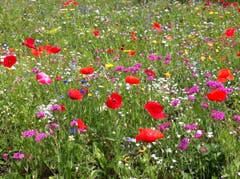 Blumenwiese – hier Biodiversität – von jungen Leuten liebevoll angepflanzt. (Bild: Werner Walker, Steinhausen, 20. Juli 2019)