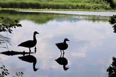 Wildenten im Spiegelbild des Steinibüehlweihers (Bild: Xaver Husmann, Sempach, 21. Juli 2019)