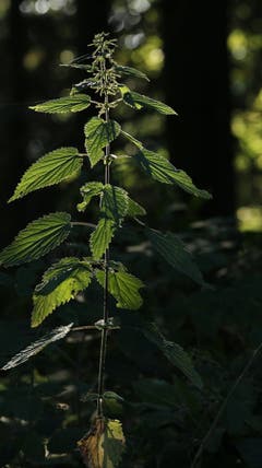 Eine Brennnessel im Gegenlicht. (Bild: Irene Wanner, Schötz, 24. Juli 2019)