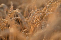Letzte Gelegenheit, die Getreidefelder zu fotografieren: Erntereifer Weizen. (Bild: Priska Ziswiler-Heller, Ettiswilermoos, 23. Juli 2019)