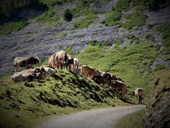 Augen zu und durch – ein solches Motto macht Mut. (Bild: Margrith Imhof-Röthlin, Rigi, 24. Juli 2019)