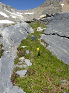 Wie diese «Ankäpollä» hier hinauf kam, ist ein Rätsel oder ein kleines Wunder der Natur! Das Bild wurde auf rund 2000 Meter über Meer beim Einstieg zur kleinen Windgälle aufgenommen. (Bild: Gustav Tresch, 23. Juli 2019)