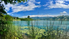 Am blauen Ägerisee, aufgenommen in Morgarten. (Bild: Peter Bumbacher)