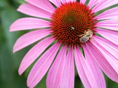 Ein Käfer und eine Biene naschen an einer Blüte in Uttwil. (Bild: Dani Rüede)