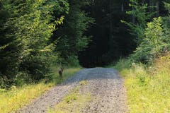 Ja, wen haben wir denn da? Ein Reh mitten auf dem Waldweg. (Bild: Irene Wanner, Altishofen, 26. Juli 2019)