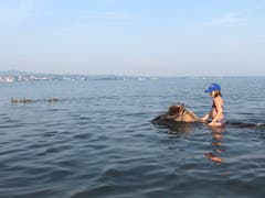 Fast wie die Enten: Den Bodensee geniessen auch die Islandpferde. (Bild: Barbara Camenzind)