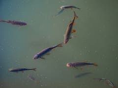 Auch für die Fische im St. Galler Bubenweiher könnte es bald zu warm werden. (Bild: Luciano Pau)