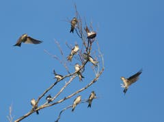 Mehlschwalben in Trogen. (Bild: Hans Aeschlimann)