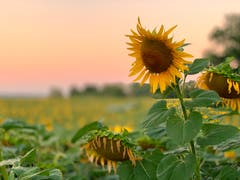Sonnenblumen in Alterswilen. (Bild: Reto Schubnell)