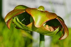 "E.T." im Botanischen Garten St. Gallen. (Bild: Günter Langer)