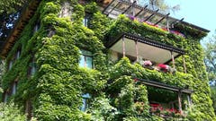 Grün verpackt - ein mit Efeu überwachsenes Haus an der Dufourstrasse in St. Gallen. (Bild: Doris Sieber)