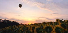 Die Sonnenblumen strecken ihre Köpfe der Sonne entgegen – oder dem Heissluftballon. (Bild: Priska Arnold, Rotkreuz, 26. Juli 2019)