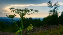 Eine Kerbel in der Dämmerung. (Bild: Peter Bumbacher, Eigental, 26. Juli 2019)